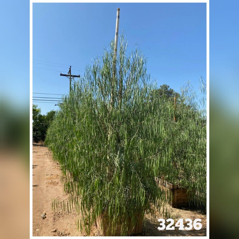 Photo for Geijera parviflora (Australian Willow)