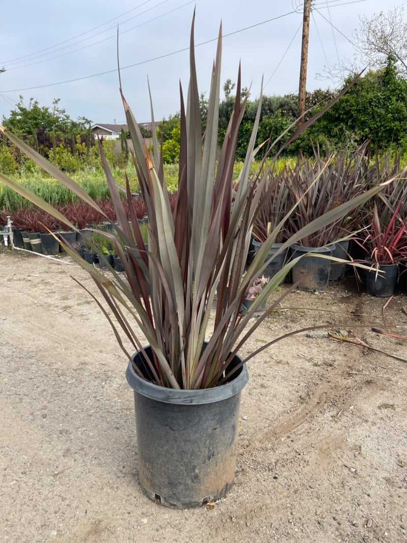 Photo for Phormium tenax ‘Bronze’ (Bronze New Zealand Flax)