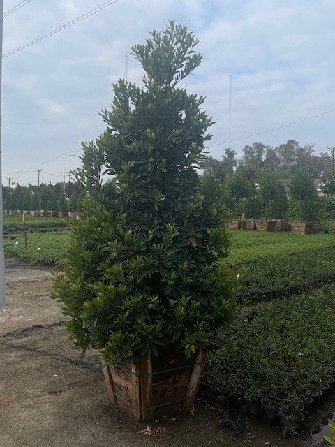 Photo for Elaeocarpus decipiens (Japanese Blueberry Tree)