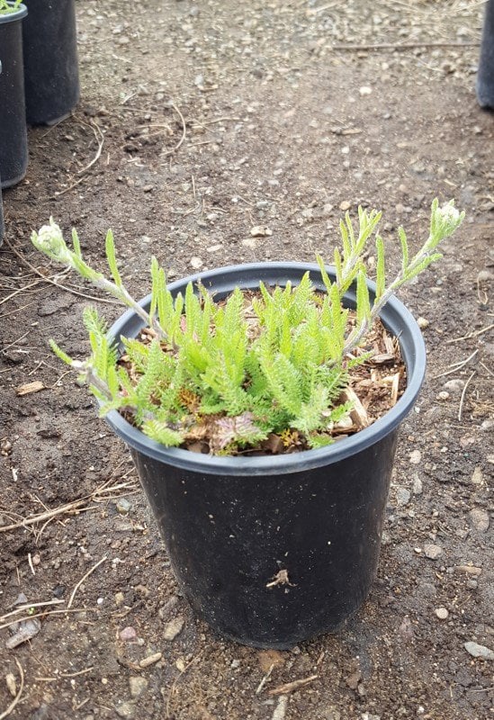 Photo for Achillea millefolium 'Appleblossom' (Appleblossom Yarrow)
