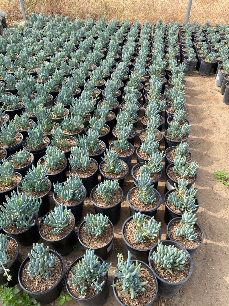 Photo for Senecio mandraliscae 'Blue Chalk Sticks' (Senecio)