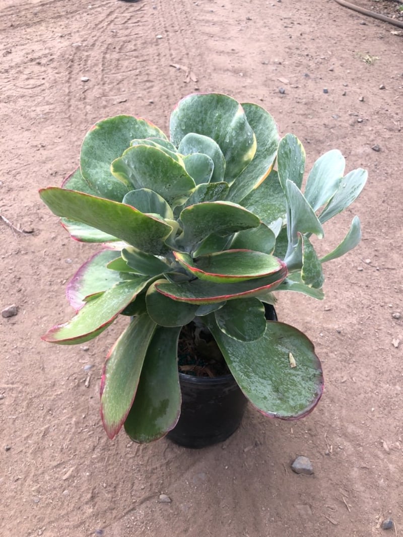 Photo for Kalanchoe 'Fantastic' (Variegated Paddle Plant )