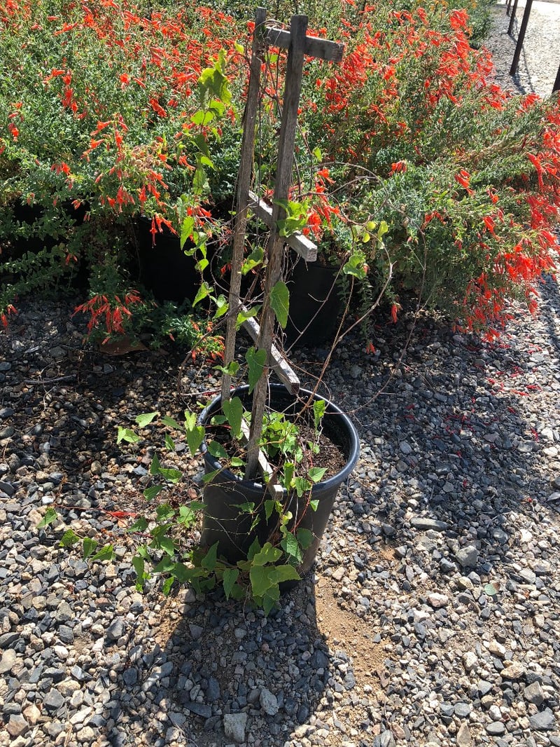 Photo for Antigonon leptopus (Coral Vine)