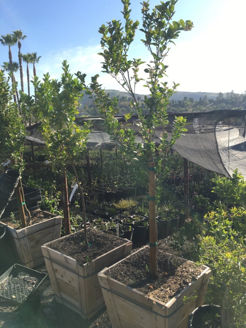 Photo for Citrus aurantifolia 'Mexican Thornless' (Mexican Thornless Lime)