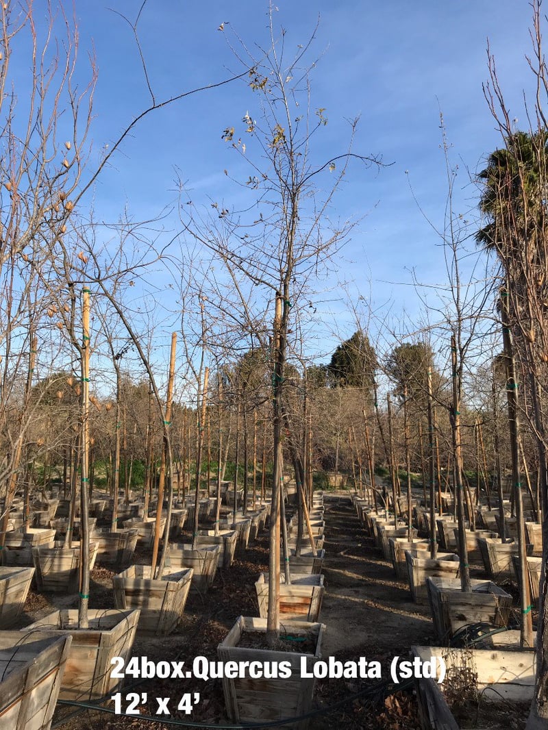 Photo for Quercus lobata (Standard) (Valley Oak)