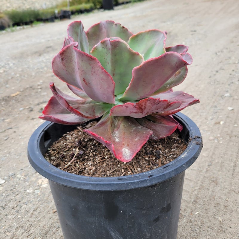 Photo for Echeveria gibbiflora (Gibbiflora hybrid)