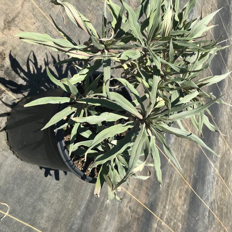 Photo for Echium candicans (E. fastuosum) (Pride of Madeira)