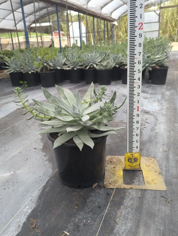 Photo for Dudleya brittonii (Giant Chalk Dudleya)