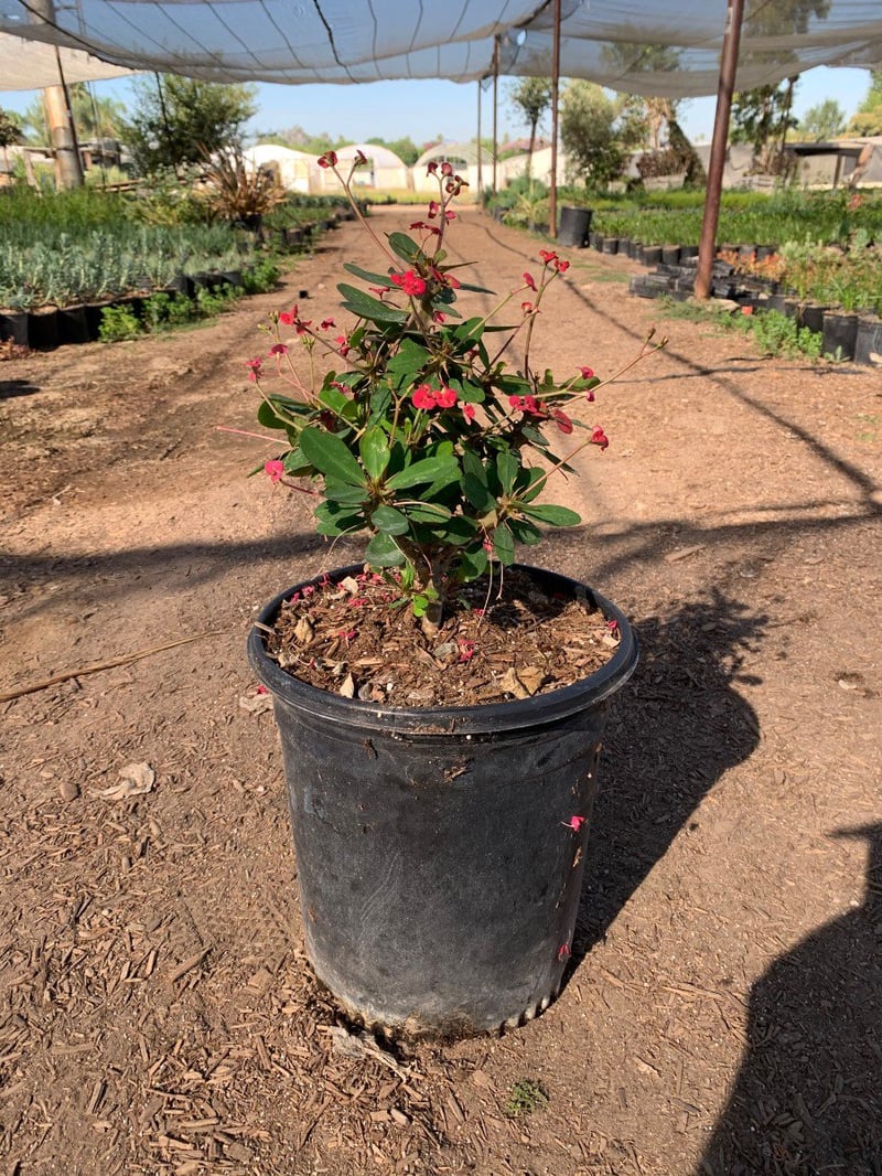 Photo for Euphorbia milii 'Dwarf Apache' (Crown of Thorns)