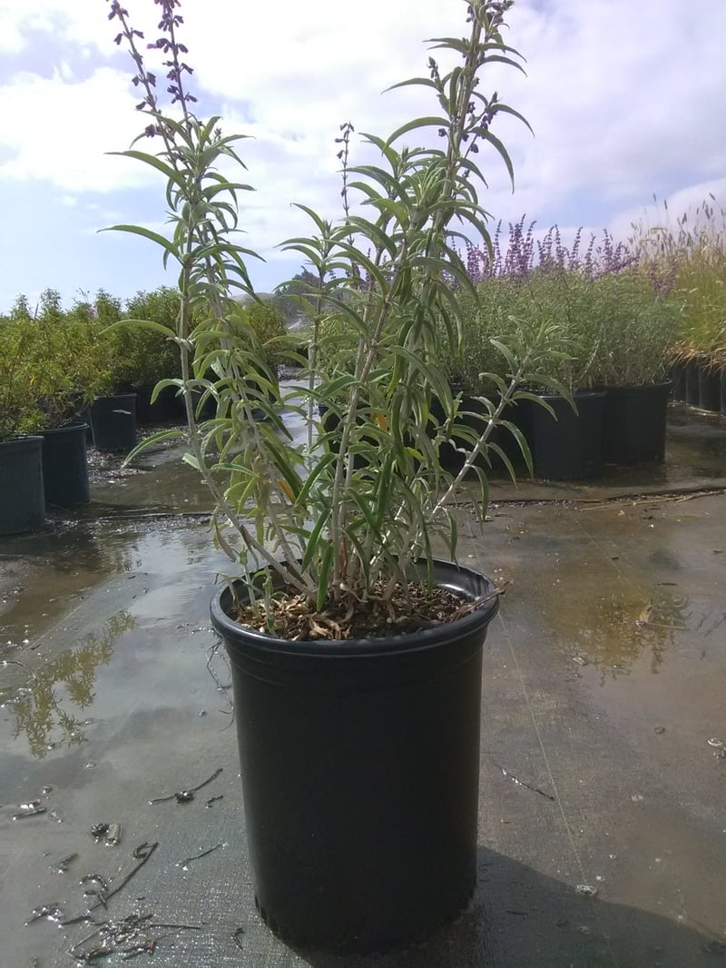 Photo for Salvia leucantha (Mexican Bush Sage, Velvet Sage)