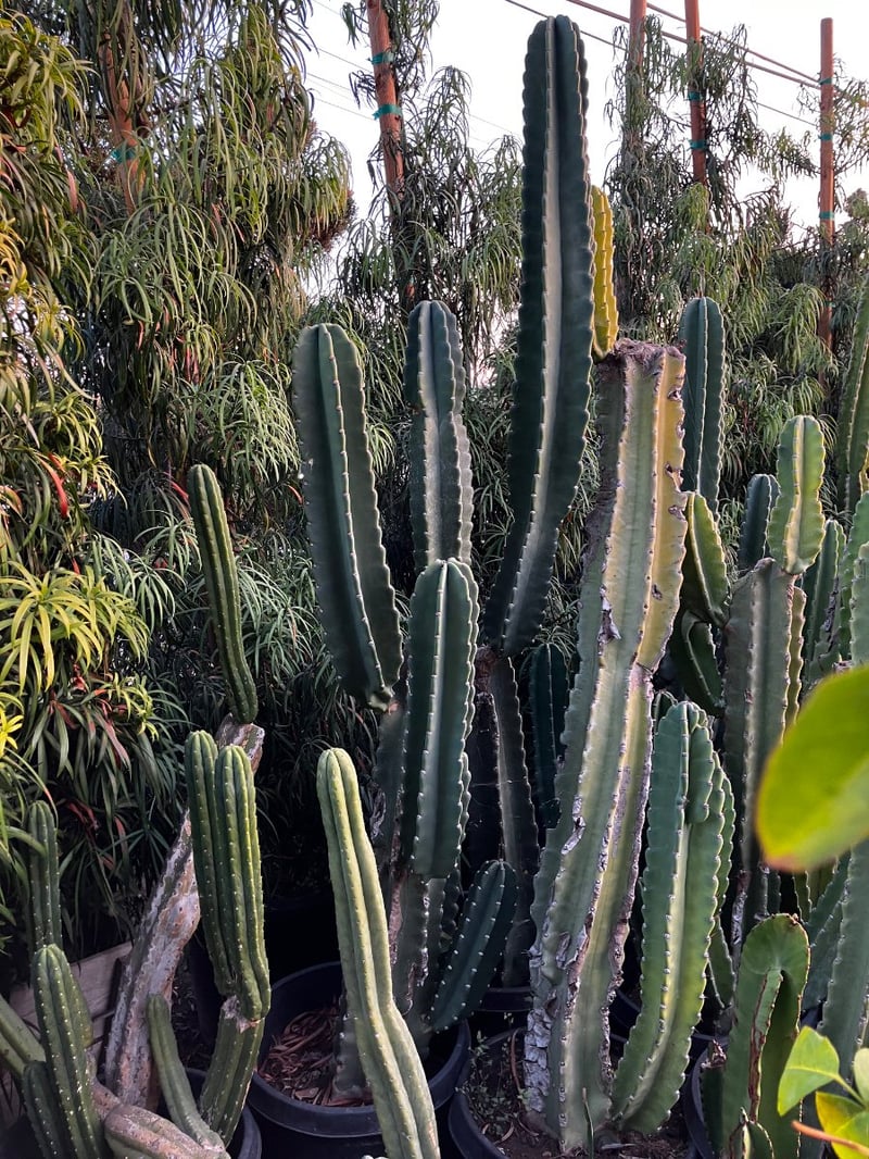 Photo for Echinopsis pachanoi (San Pedro Cactus)