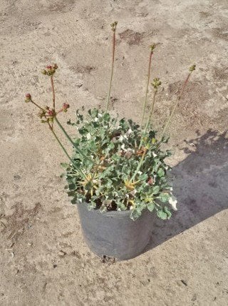 Photo for Eriogonum grande var. rubescens (Red-flowered buckwheat)