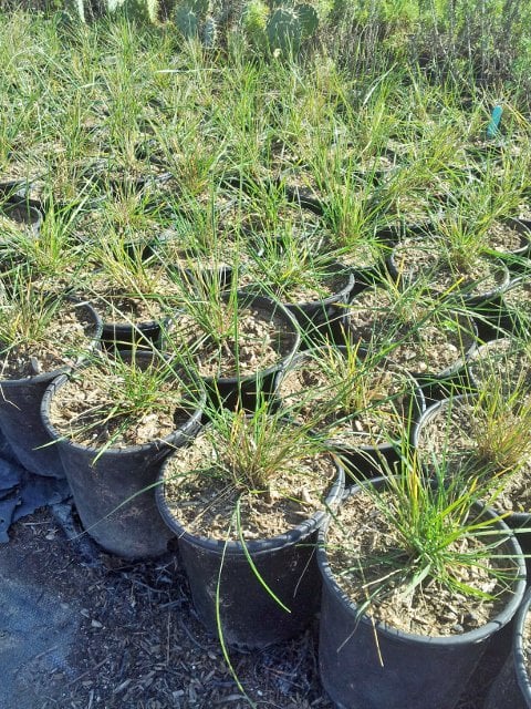 Photo for Stipa (Nassella) pulchra (Purple Stipa)