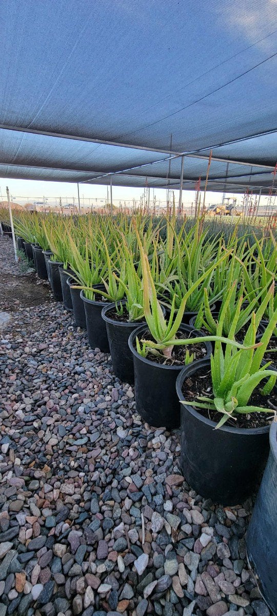 Photo for Aloe barbadensis (Medicinal Aloe Vera)