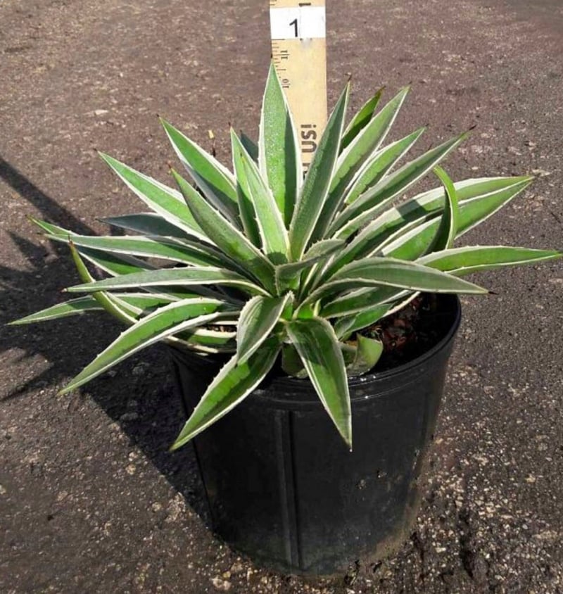 Photo for Agave angustifolia 'Marginata' (Caribbean Agave)