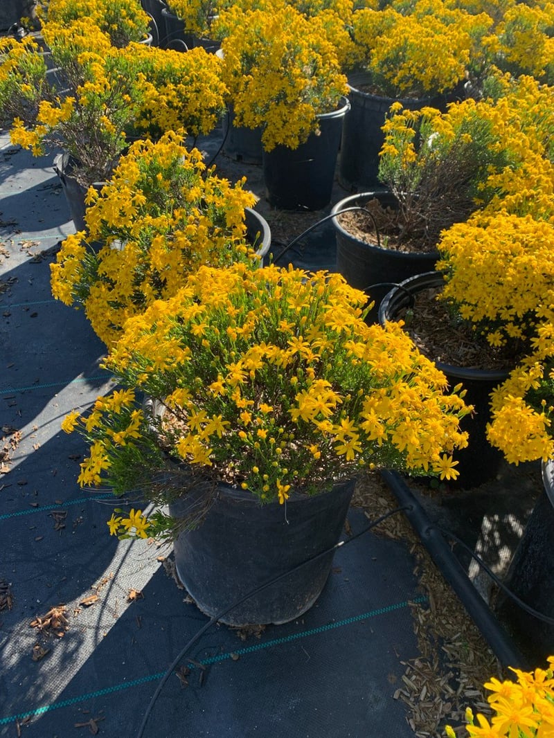 Photo for Chrysactinia mexicana (Damianita)