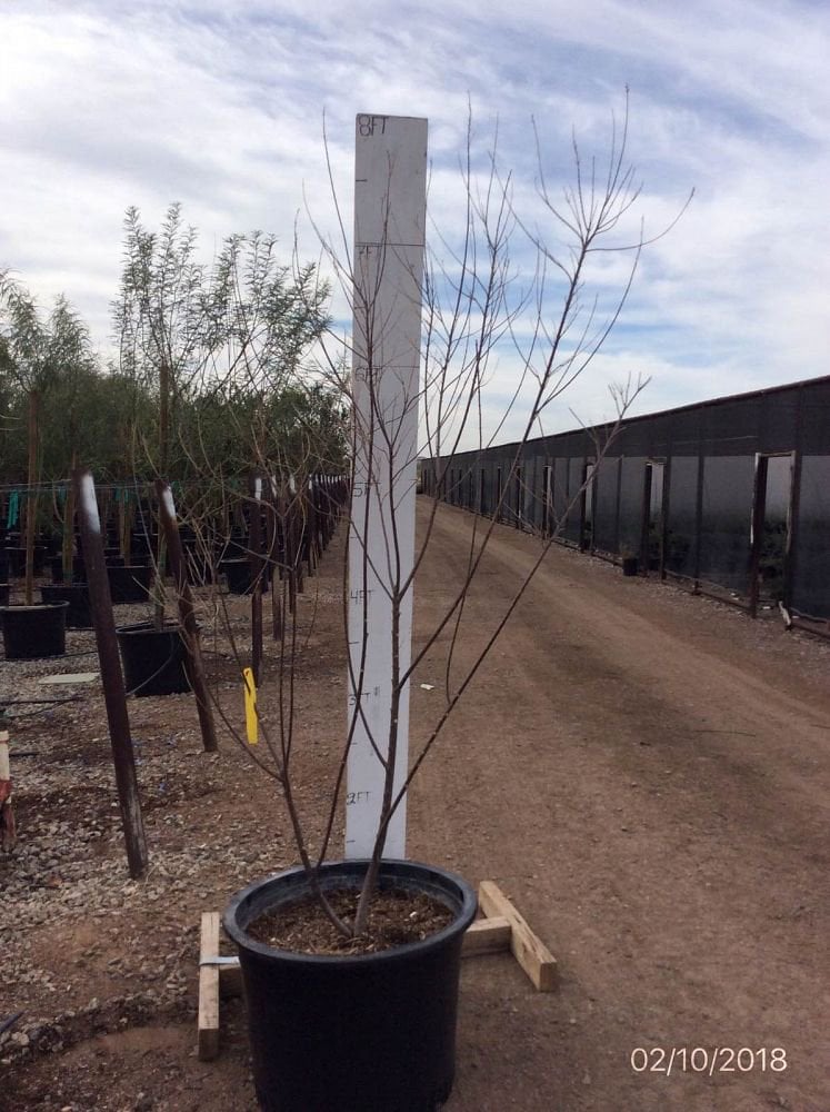 Photo for Chilopsis linearis (Multi) (Desert Willow)