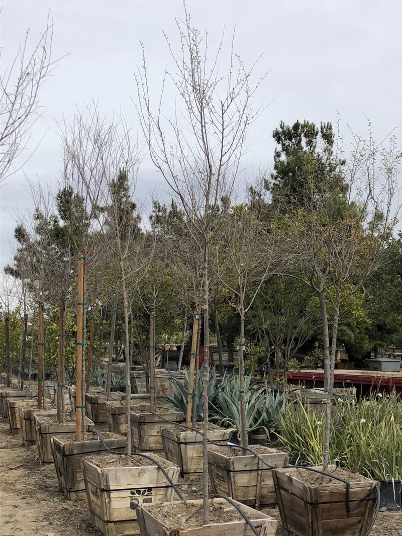 Photo for Ulmus parvifolia (Standard) (Chinese Elm)