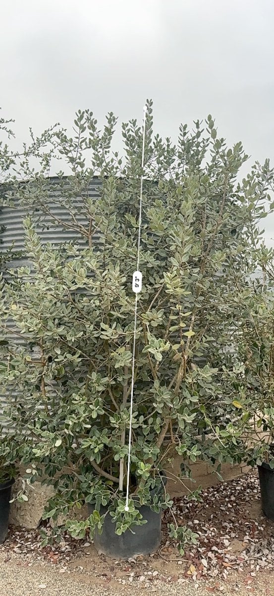 Photo for Feijoa sellowiana 'Nazemetz' (Nazemetz Pineapple Guava)