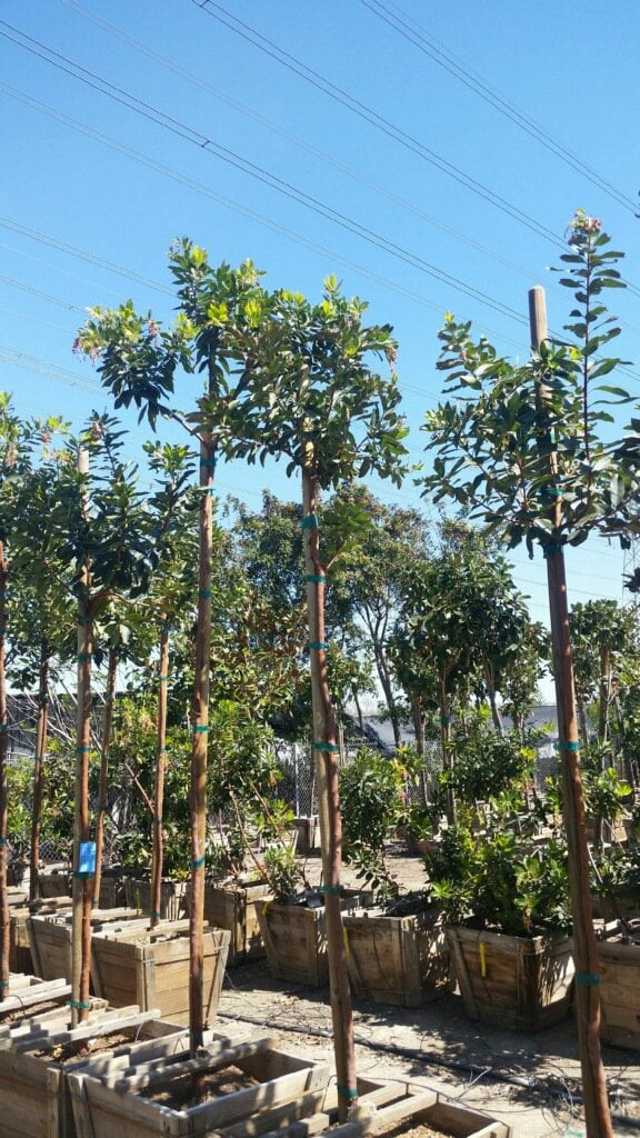 Photo for Arbutus 'Marina' (Standard) (Marina Strawberry Tree)