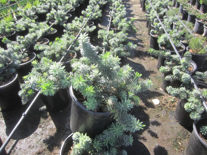Photo for Callistemon citrinus 'Little John' (Dwarf Bottlebrush)