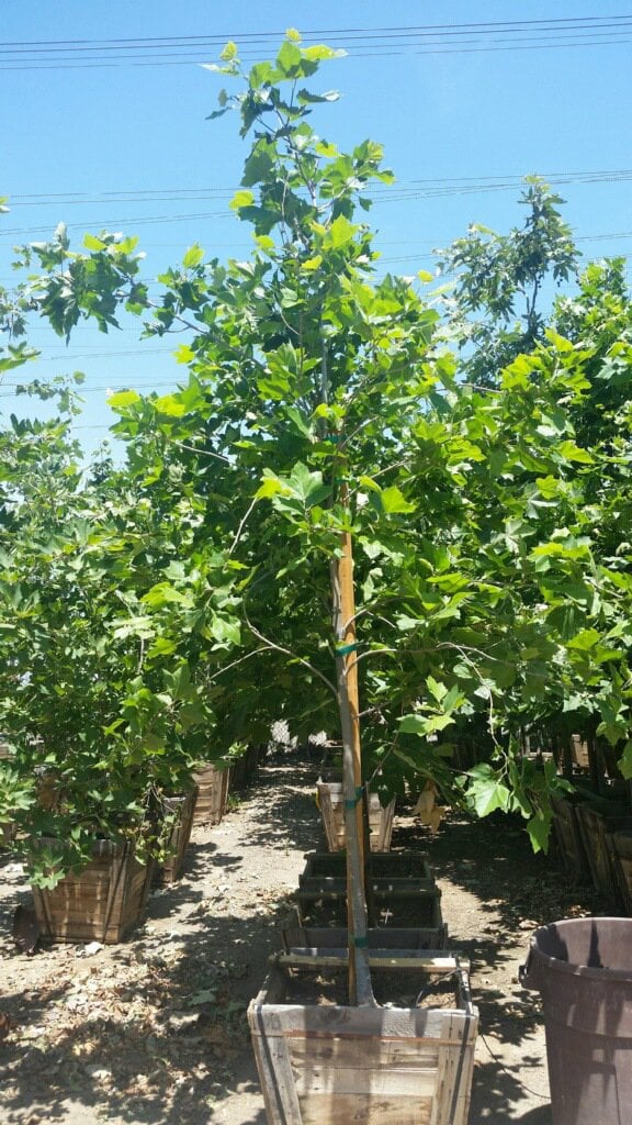 Photo for Platanus racemosa (Standard) (California Sycamore)