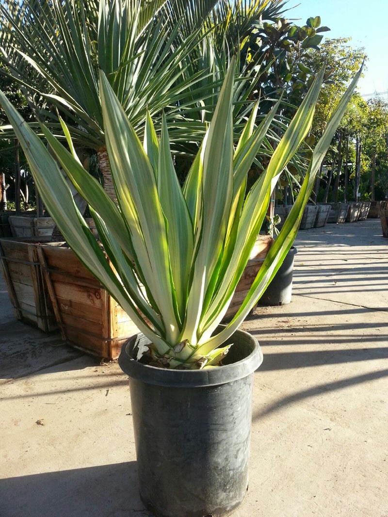 Photo for Furcraea foetida 'Variegata' (Variegated False Agave)