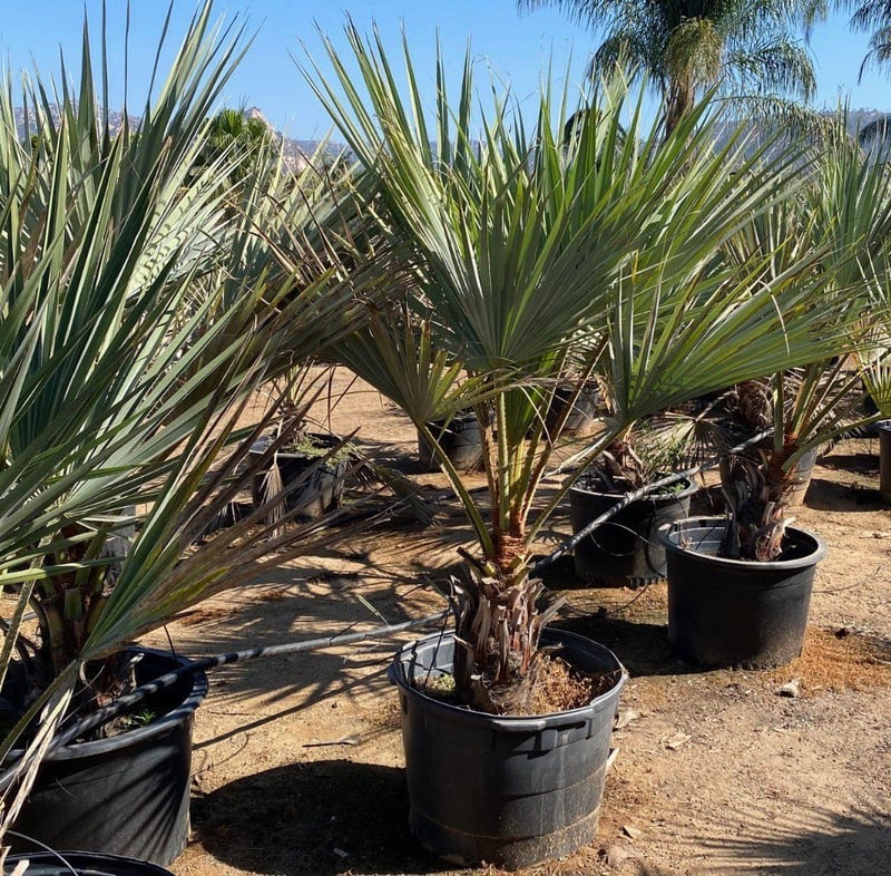 Photo for Brahea edulis (Guadalupe Palm)