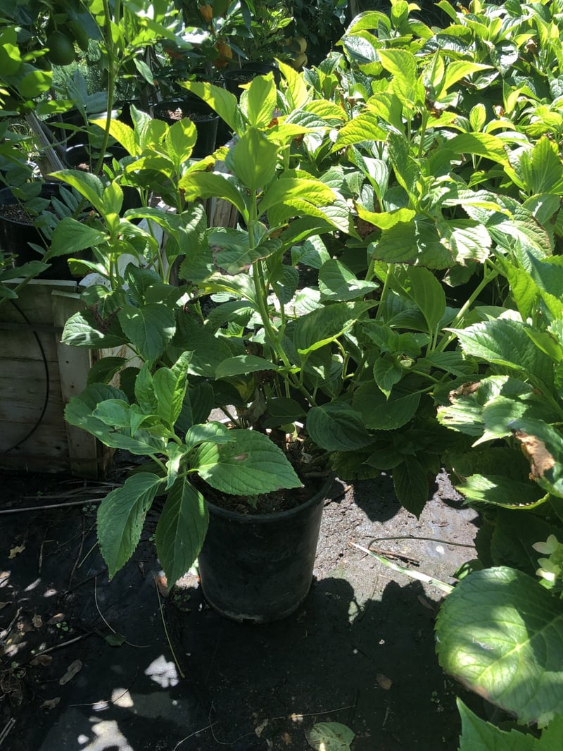 Photo for Hydrangea (any variety) (Hydrangea)