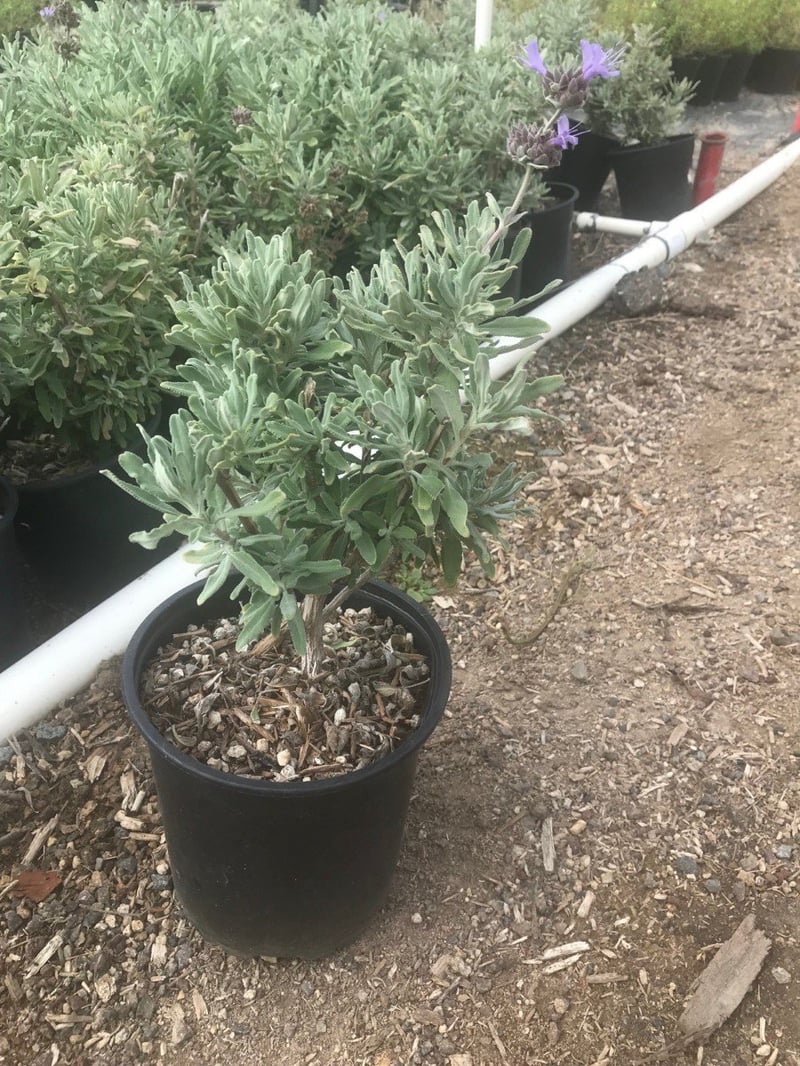 Photo for Salvia clevelandii (Cleveland Sage)