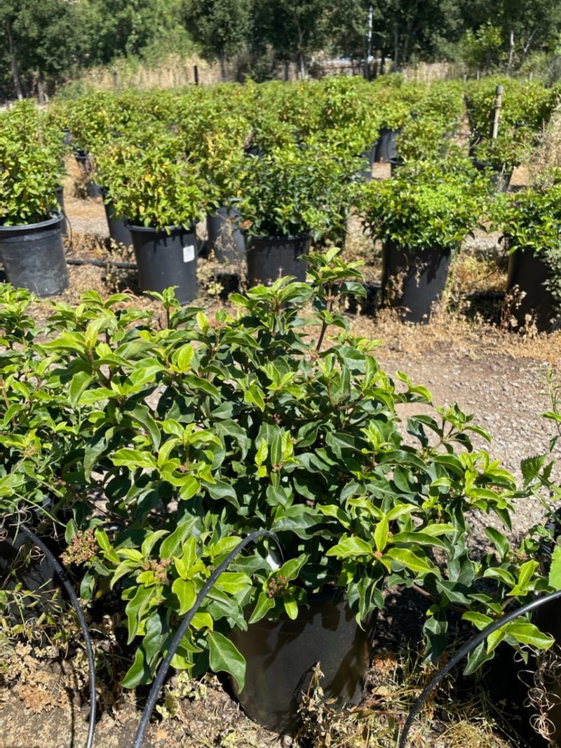 Photo for Viburnum tinus ‘Spring Bouquet’ (Spring Bouquet Laurustinus)