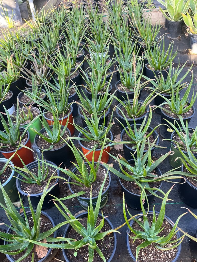 Photo for Aloe 'Safari Sunset' (Safari Sunset Aloe)