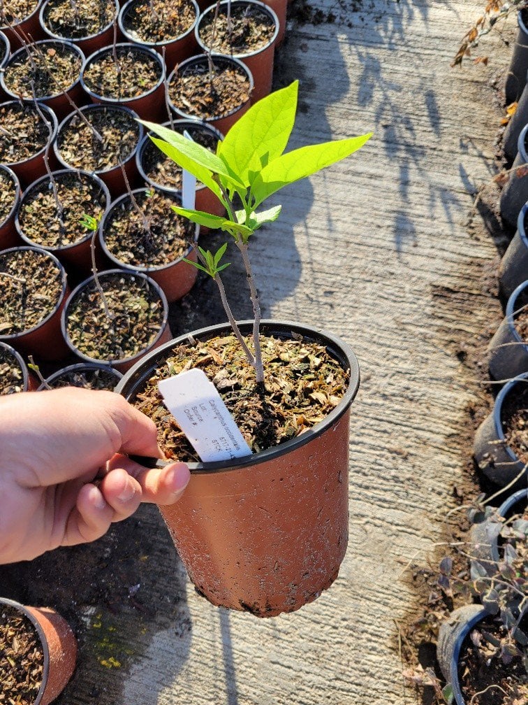 Photo for Calycanthus occidentalis (Spice Bush)