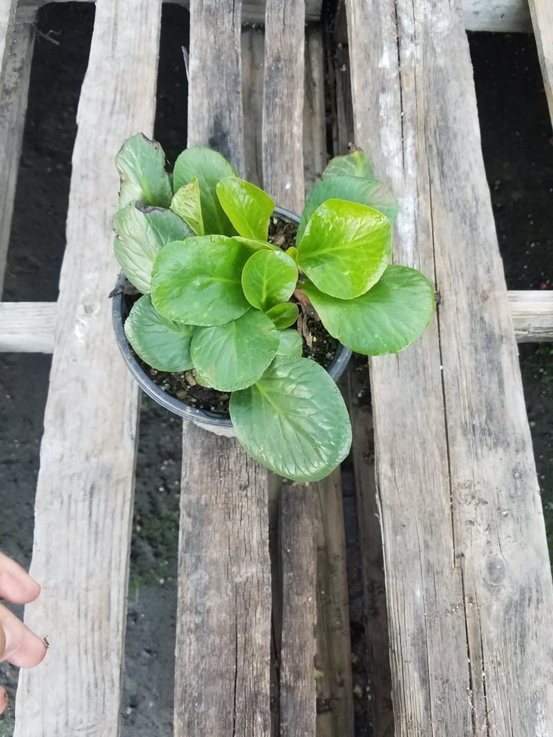 Photo for Bergenia cordifolia (Pigsqueak)
