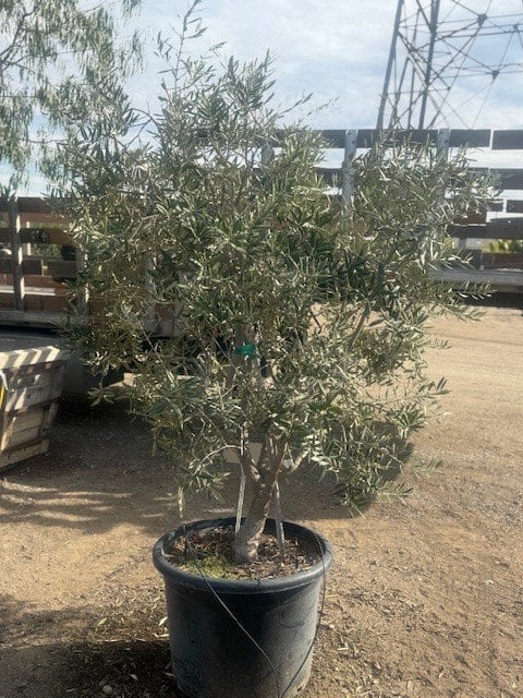Photo for Olea europaea 'Swan Hill' (Swan Hill Olive)