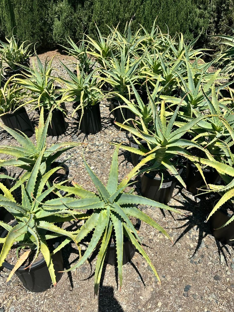 Photo for Aloe arborescens (Torch Aloe)