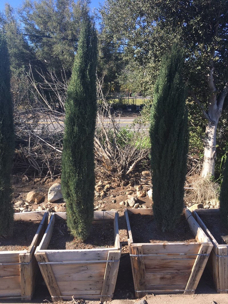Photo for Cupressus sempervirens 'Monshel'/'Dwarf' (Dwarf Italian Cypress)