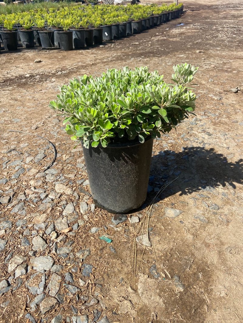 Photo for Pittosporum crassifolium 'Compactum' (Dwarf Karo)
