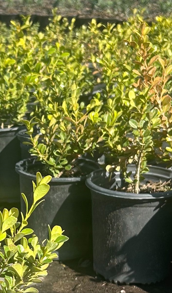 Photo for Buxus microphylla japonica (Japanese Boxwood)