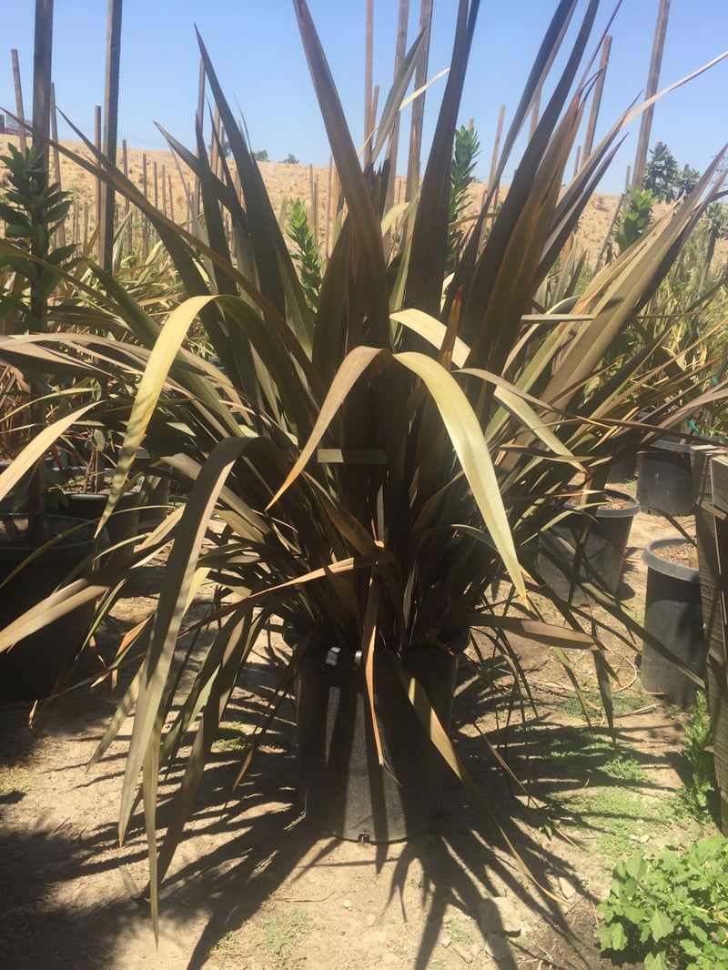 Photo for Phormium tenax 'Atropurpureum' (Bronze Flax)