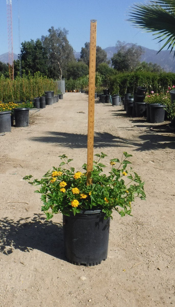 Photo for Lantana x 'New Gold' (New Gold Lantana)