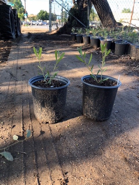 Photo for Acacia redolens 'Low Boy' (Prostrate Acacia)