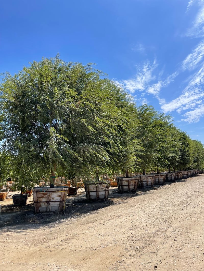 Photo for Ulmus parvifolia 'True Green' (True Green Chinese Elm)