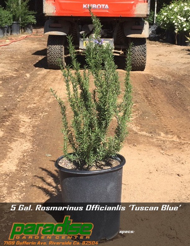 Photo for Rosmarinus officinalis 'Tuscan Blue' (Tuscan Blue Rosemary)
