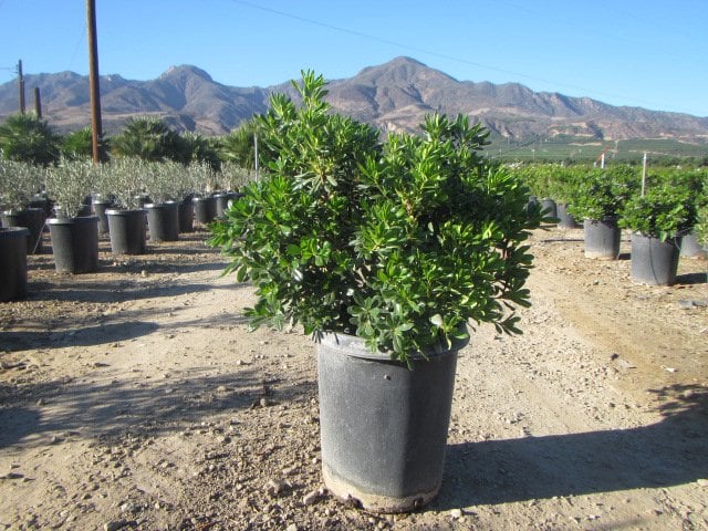 Photo for Pittosporum tobira (Japanese Mock Orange)