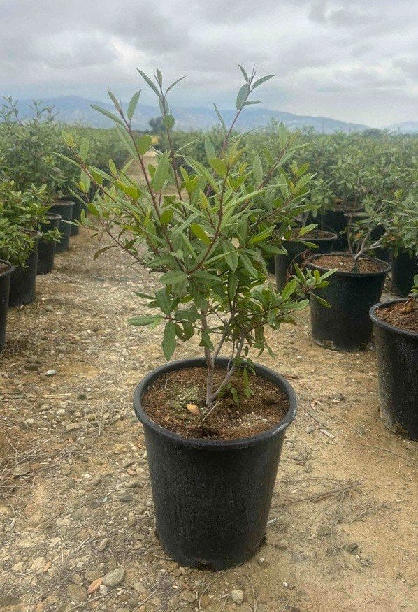 Photo for Frangula californica 'Leatherleaf' (Leatherleaf California Coffeeberry)