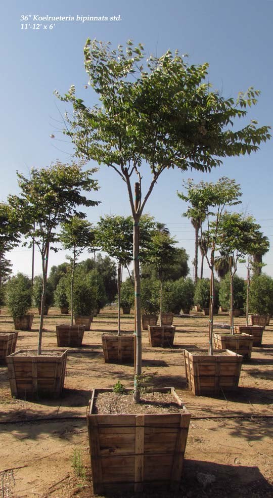 Photo for Koelreuteria bipinnata (Standard) (Chinese Flame Tree)