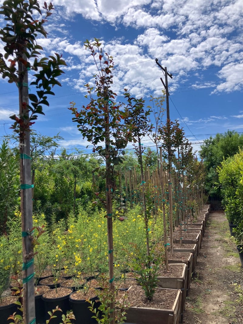 Photo for Lagerstroemia indica 'Dynamite' (Standard) (Dynamite Crape Myrtle)