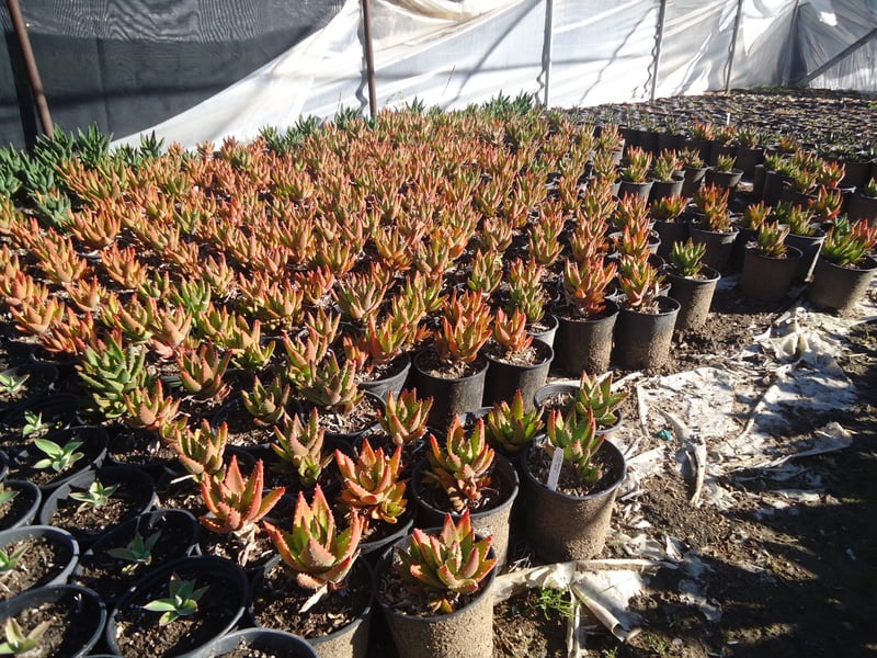 Photo for Aloe maculata (Soap Aloe)