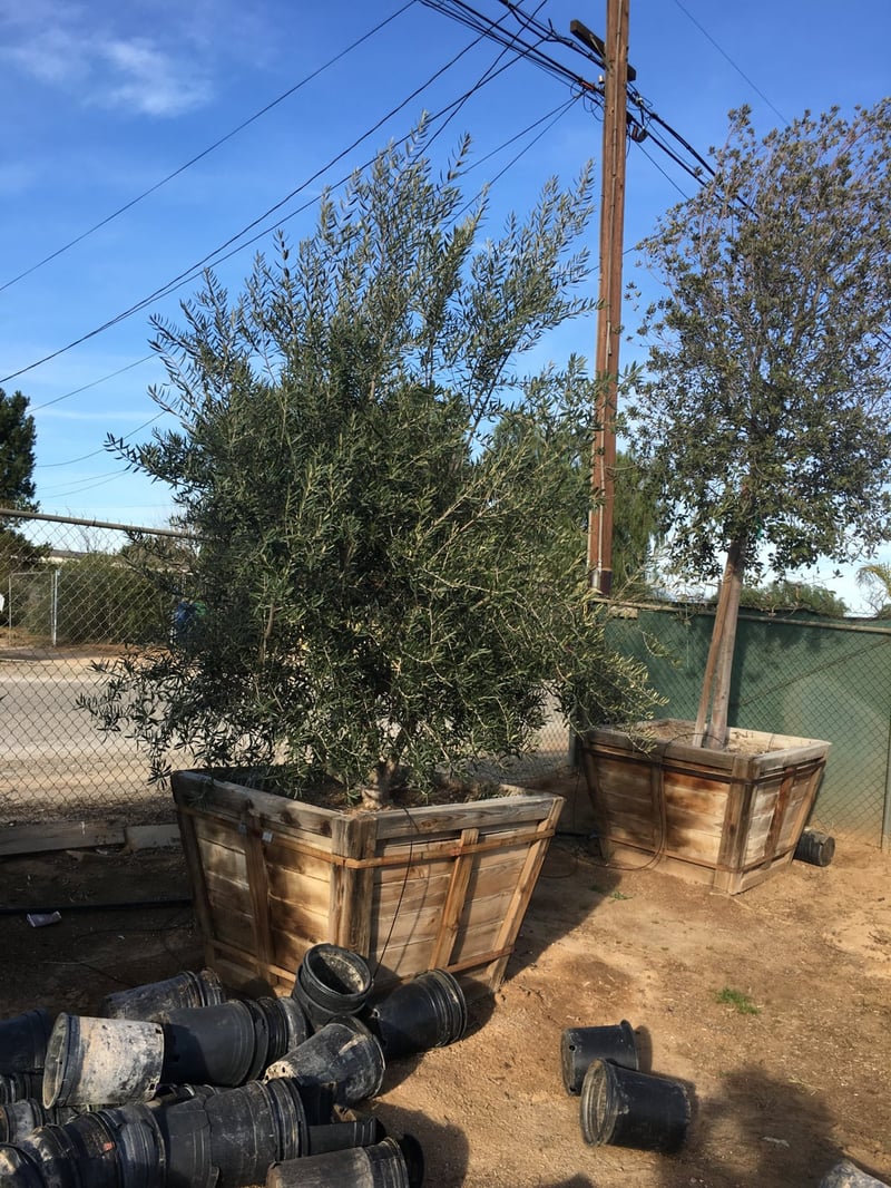 Photo for Olea europaea 'Swan Hill' (Multi) (Swan Hill Fruitless Olive)